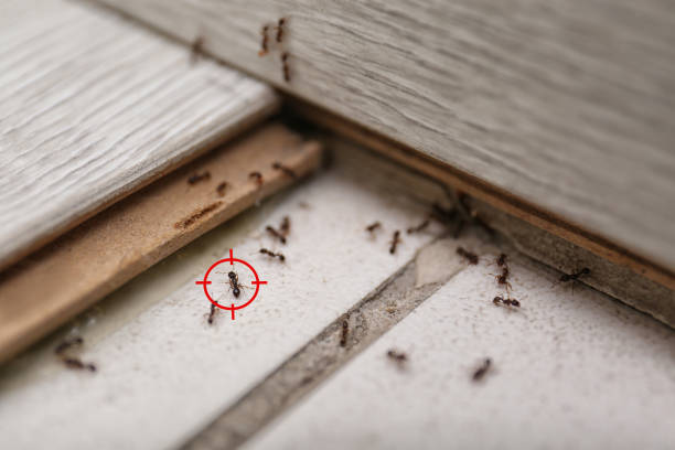 Best Affordable Pest Control Services  in Fishersville, VA