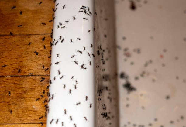 Best Pest Prevention Services  in Fishersville, VA